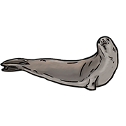 seal