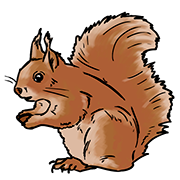 Squirrrel