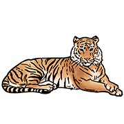 tiger