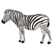 zebra