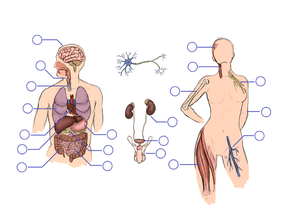 organs vocabulary