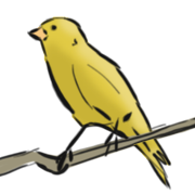 canary