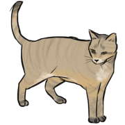 cat