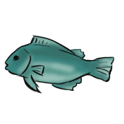 fish