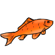 goldfish