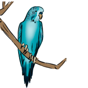 parakeet