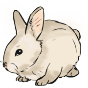 rabbit