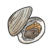 clam
