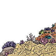 coral