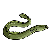 eel