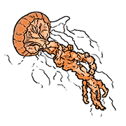 jellyfish