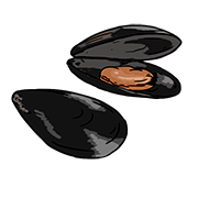 mussel