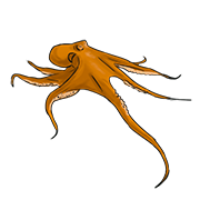 octopus
