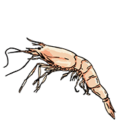 prawn