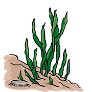 seaweed