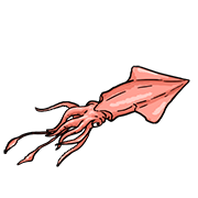 squid