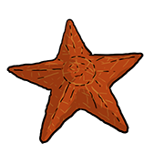 starfish