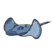 stingray