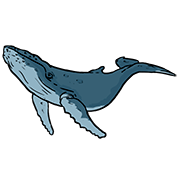 killer whale