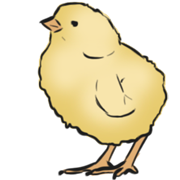 chick