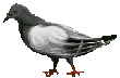 pigeon